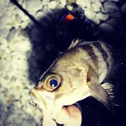 悪条件メバリング