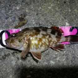 南港カモメ大橋ヘチ釣行 （南港 4月下旬20日～ 安定の根魚 釣果有り）