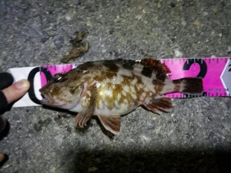 南港カモメ大橋ヘチ釣行 （南港 4月下旬20日～ 安定の根魚 釣果有り）