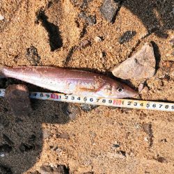 キスがそろそろ釣れ始めています。