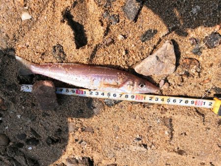 キスがそろそろ釣れ始めています。