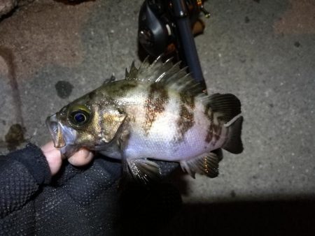 南港カモメ大橋ヘチ釣行 （21日大潮～ メ…