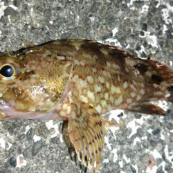 白浜パンダツアー