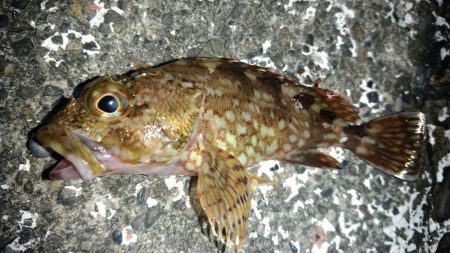 白浜パンダツアー