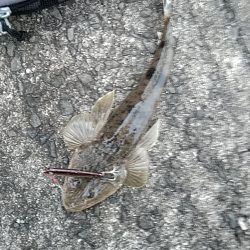 サゴシがヒット