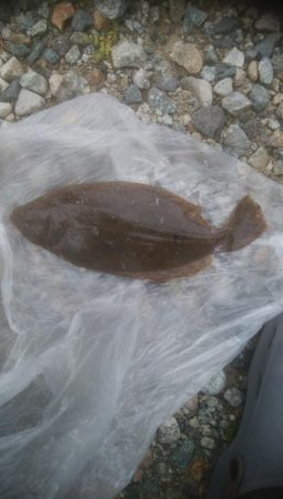 またまたソゲが1枚