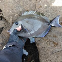 グレ・サンコ・釣れ出す・・