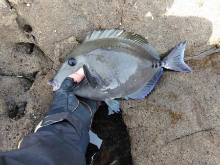 グレ・サンコ・釣れ出す・・