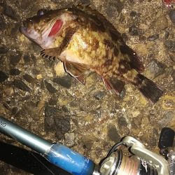 ロックフィッシュねらいでデカガシラ