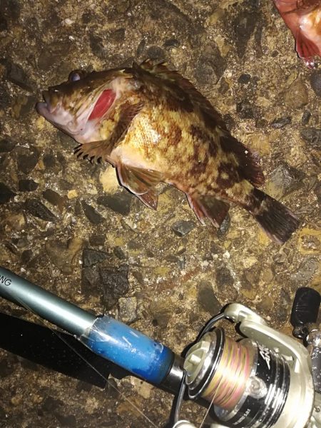 ロックフィッシュねらいでデカガシラ