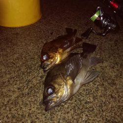 アジングのつもりでしたが