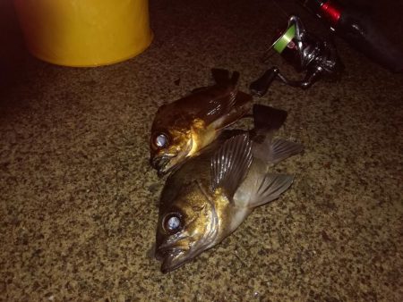 アジングのつもりでしたが