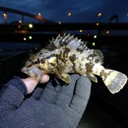 南港フェリーヘチ釣り （GW1日目～ 小チヌ,根魚の釣果有り）
