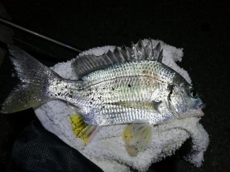 南港カモメ大橋 釣行 (GW3日目~ 小キビレチヌ,根魚の釣果有り)