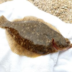 カレイにキス、そして…