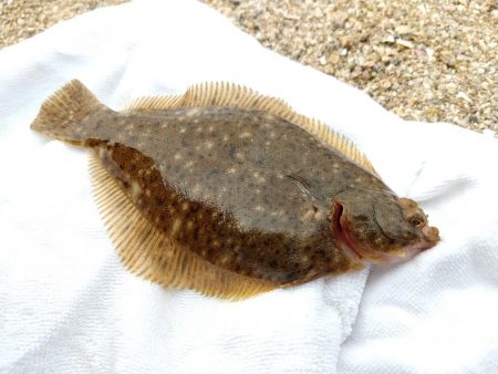 カレイにキス、そして…