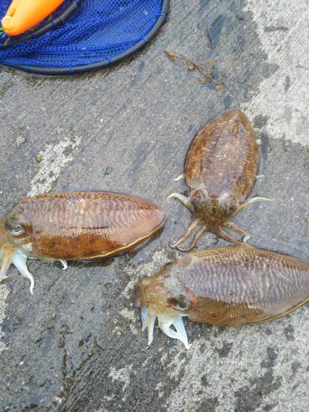 平成最後はコウイカ爆