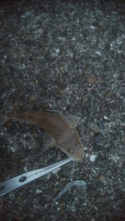 小マゴチが釣れました。。。