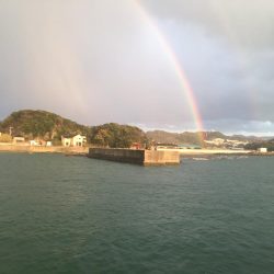 コアジ31匹、コイワシ3匹