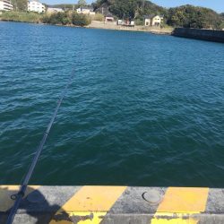 小アジ　赤多い