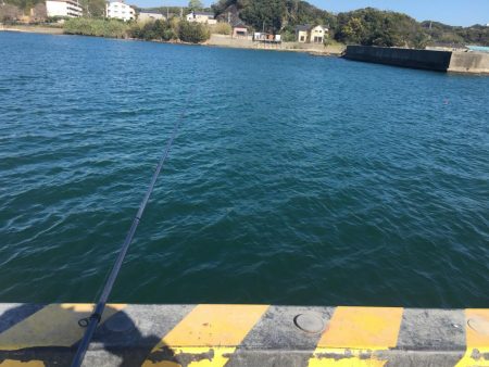 小アジ　赤多い