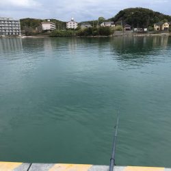 コアジ3匹、イワシ13匹