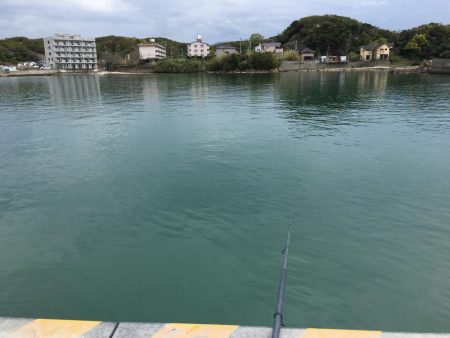 コアジ3匹、イワシ13匹