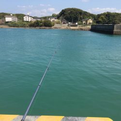 コアジ13匹、コイワシ13匹