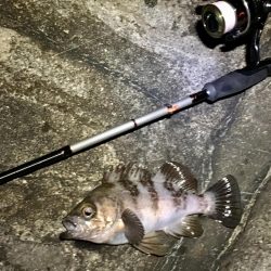 週の真ん中メバリング！