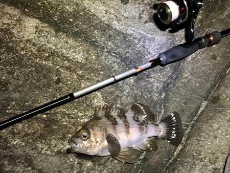 週の真ん中メバリング！