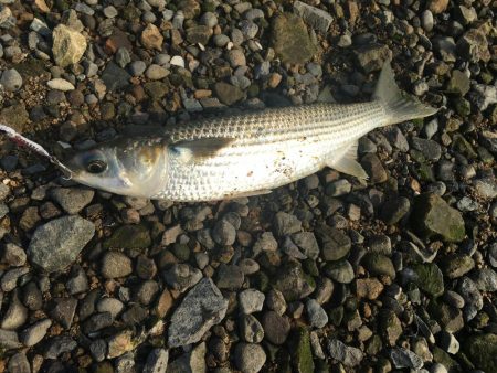 ボラばっかり……