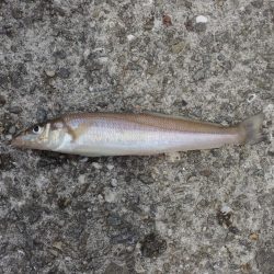 キスは時期尚早