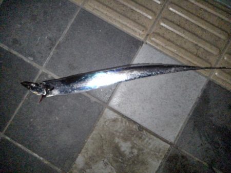 平成最後の春タチ釣行