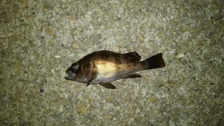 雨が降るまでの釣行