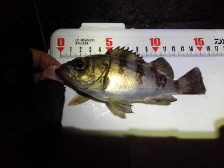 子メバルばかり