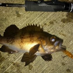 メバルプラッギング!