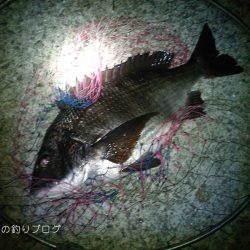 チヌ17ヒット5ゲット！