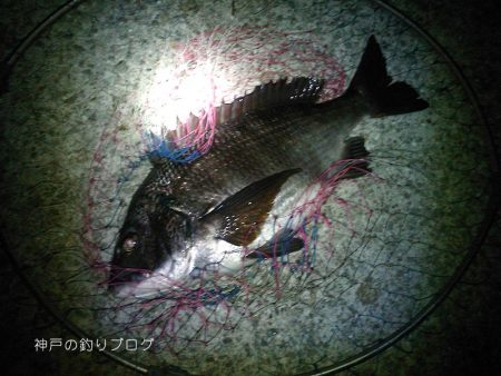 チヌ17ヒット5ゲット！