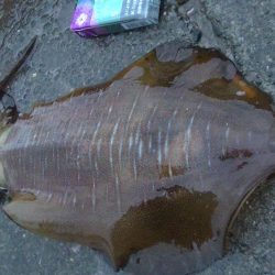 アオリイカなど