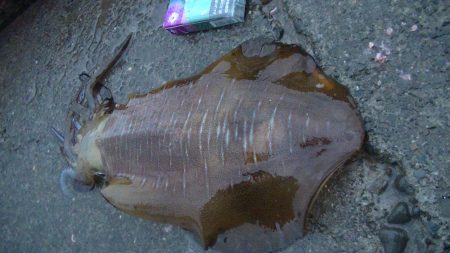 アオリイカなど