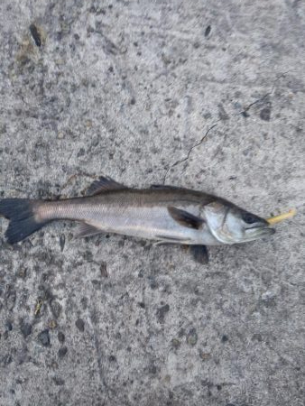 テクトロでシーバス