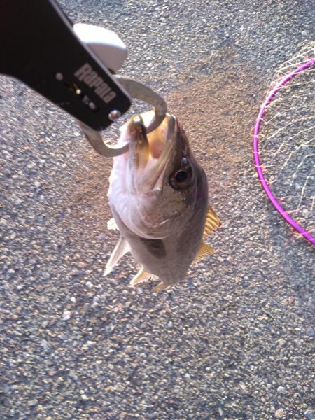 短時間釣行でシーバス