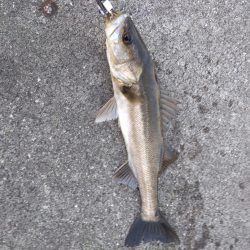 標準サイズのシーバス