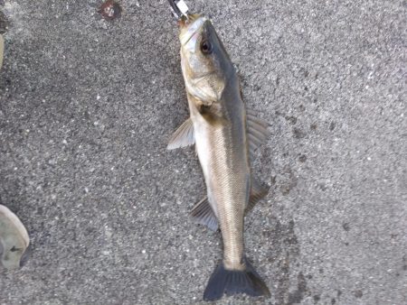 標準サイズのシーバス