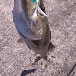 神戸港　シーバス好調