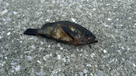 なんちゃってメバリング