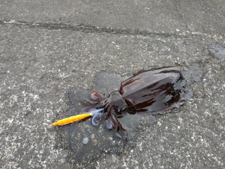 串本デイエギングで初アオリイカゲット