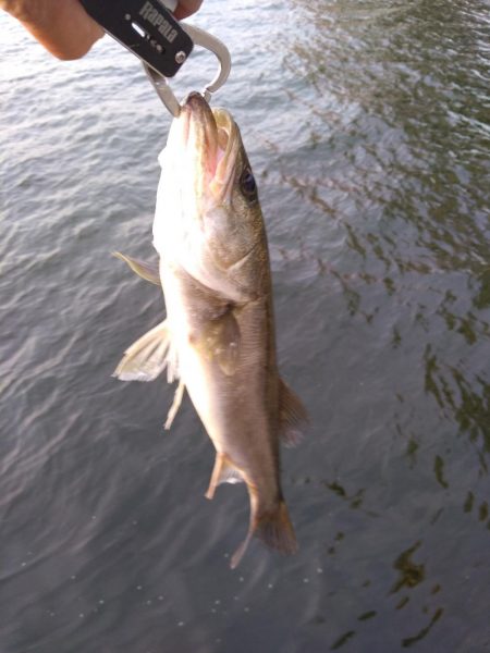 シーバス　朝練釣行