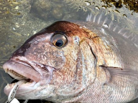 イワシパターンで完全攻略
