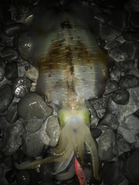 石津浜でアオリイカ２キロオーバー